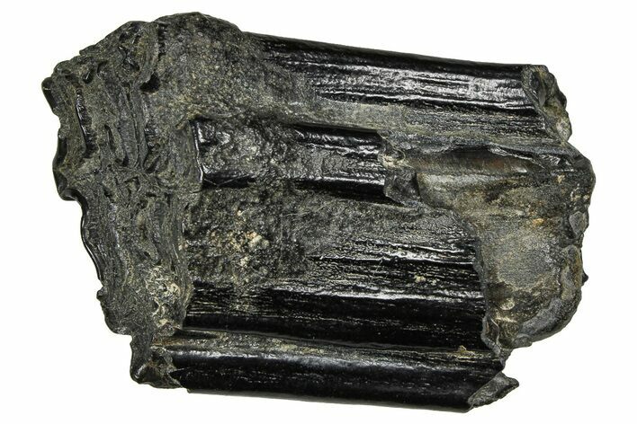 Pleistocene Aged Fossil Horse Tooth - South Carolina #374111